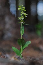 Breitblättrige Stendelwurz (Epipactis helleborine)