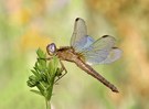 Crocothemis erythraea - Männlic