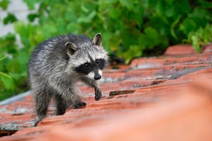 junger Waschbär