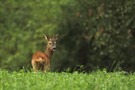 Jährlingsbock