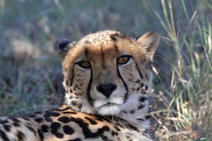 King Cheetah (Königsgepard)