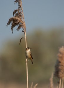 Schilfrohrsänger (Acrocephalus schoenobaenus)