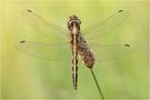 Orthetrum albistylum