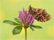 Natterwurz-Perlmuttfalter (Boloria Titania)