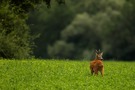 Rehbock mit sehr viel Landschaft