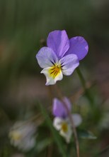 Viola tricolor