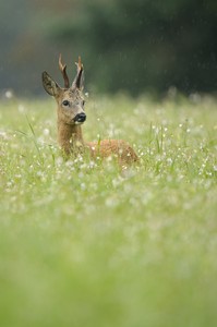Roe deer in the rain