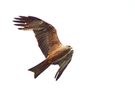 Überflieger