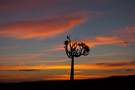 Aloe dichotoma