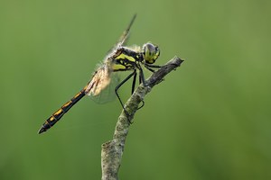 Sympetrum danae