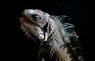 Iguana