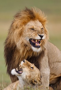 Mating Lions