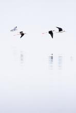 Black winged Stilts/ African Pied Kingfisher