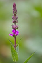 Gewöhnlicher Blutweiderich (Lythrum salicaria)