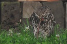 Steinkauz mit Regenwurm