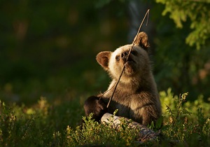 Junger Braunbär beim Spielen