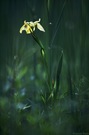 Iris pseudacorus
