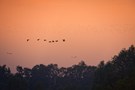 Graugänse und Stare am Steinhuder Meer