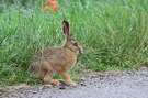 Ein Junger Hase