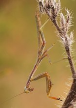 Kleine Mantis