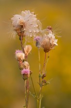 fruchtende Acker-Kratzdistel