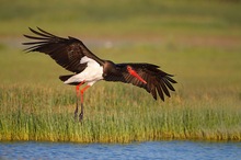 Waldstorch im Landeanflug