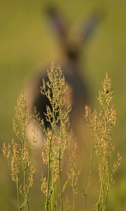 "Auf Wiedersehen!" "Ein Sommer- Hasen-  Abend!"