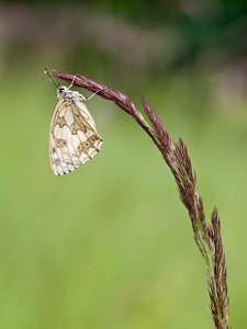 Schachbrettfalter