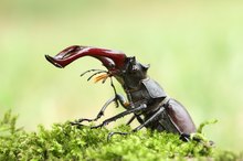 ;--Lucanus cervus--;