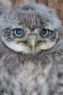 Steinkauz mit blauen Augen