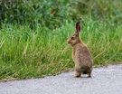 Ein junger Hase 2