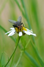 fly on a flower