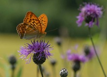 Kaisermantel auf Flockenblume