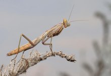 KLEINE MANTIS (2)