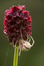 ~ Wiesenknopfbewohner ~