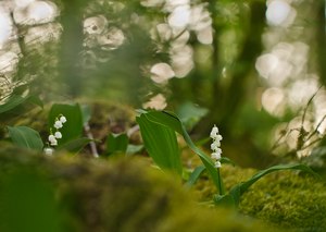 Maiglöckchenexperiment ;-)