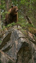 Auf dem Felsen