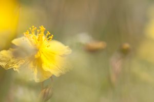 alpenfrühling