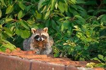 Waschbär  beim Sonnenbad