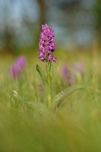 Breitblättriges Knabenkraut (Dactylorhiza majalis)