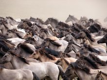 Wildpferde im Münsterland