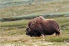 musk ox