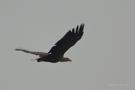 Seeadler am Inn - Niederbayern