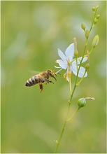 *Bienchen beim Anflug*