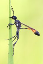 Ammophila sabulosa