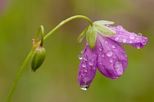 Nach dem Regen...