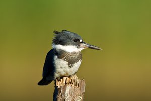 Maennlicher Guertelfischer