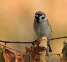 Singvögel im Herbst