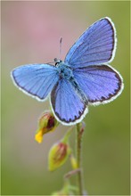 Plebejus argyrognomon