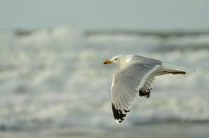 Brandungsflug